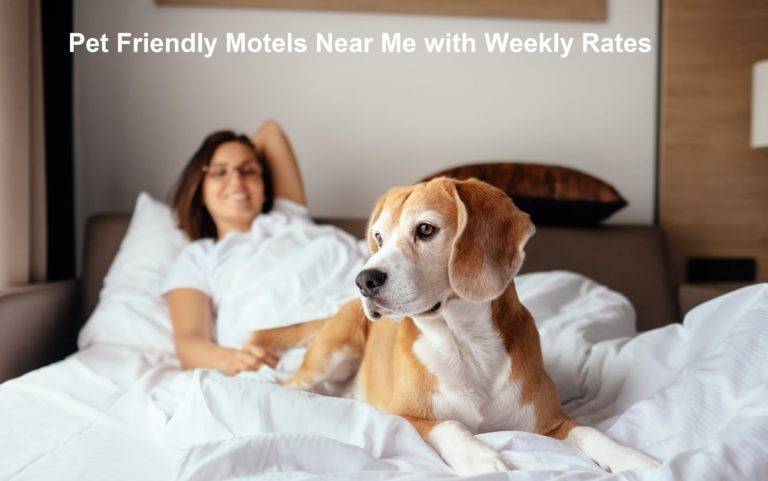 Pet Friendly Motels Near Me With Weekly Rates 1 768x481 